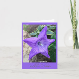 Star of the Garden "Platycodon" Note Card