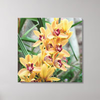 Star Orchids