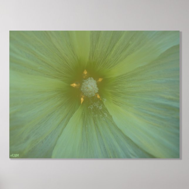 Star Pollen Gold Foil Print (Front)