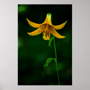 Star Pose Print