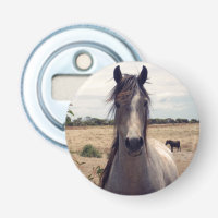 Star The Arab Pony,