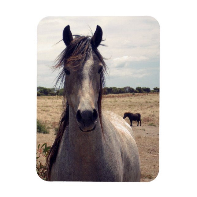 Star The Arab Pony, Flexible Magnet (Vertical)