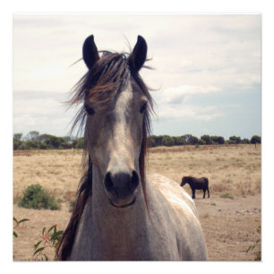 Star The Arab Pony, Photo Print
