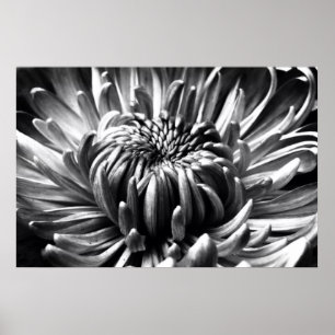 Starburst Poster