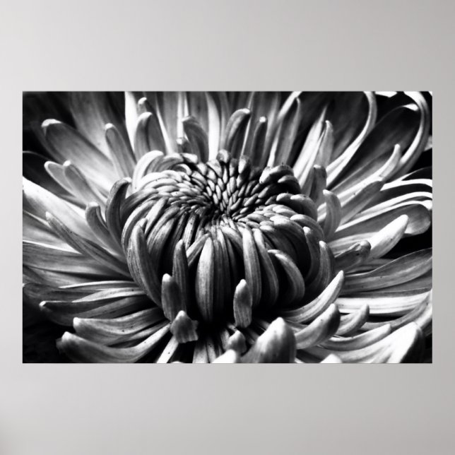 Starburst Poster (Front)