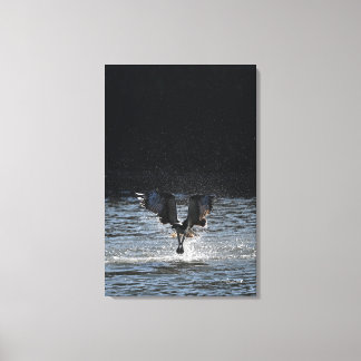 Stardust - Osprey Canvas Print