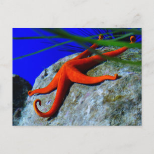starfish-452926 BRIGHT RED STARFISH PHOTOGRAPHY Postcard