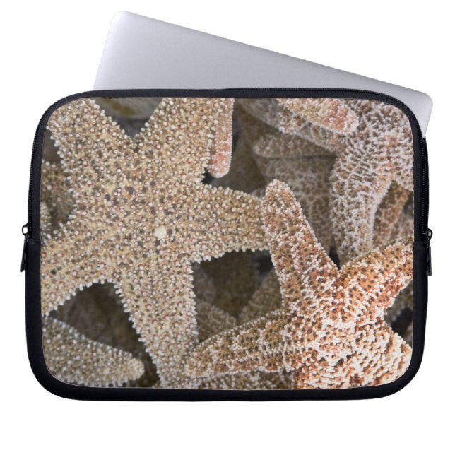starfish all around laptop sleeve (Front)