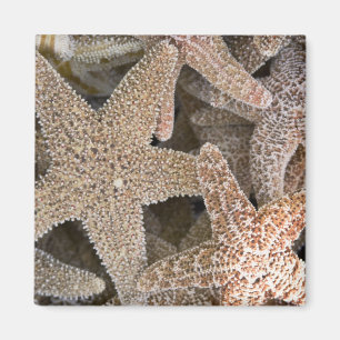 Starfish all around magnet