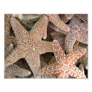Starfish all around photo print
