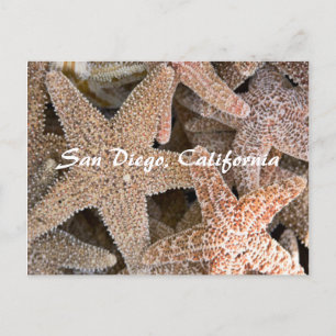 Starfish all around , San Diego , California Postcard