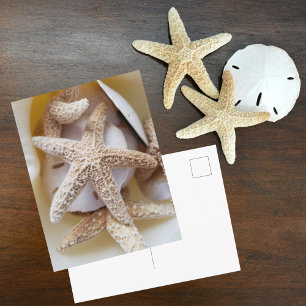 Starfish and Sand Dollars Seashell Photographic Postcard