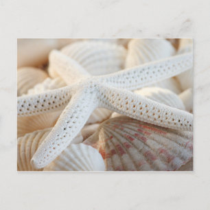 STARFISH AND SEASHELLS POSTCARD