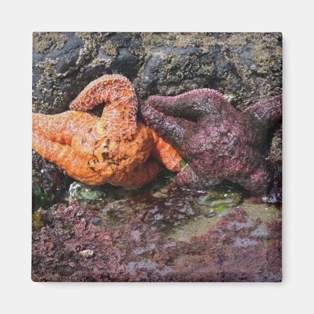 Starfish at Bob Creek, OR Magnet (Front)