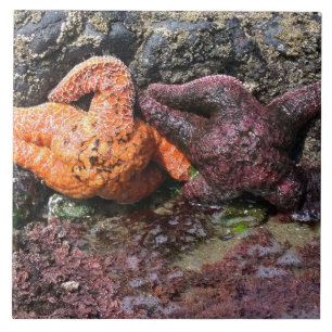 Starfish at Bob Creek, OR Tile