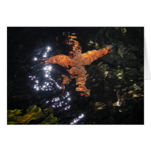 Starfish at Tidepool