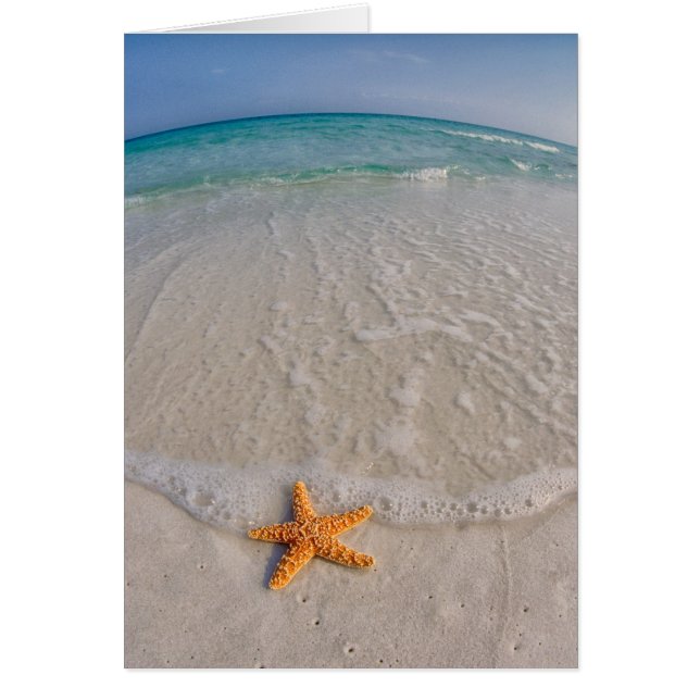 Starfish Beach Note Card (Front)