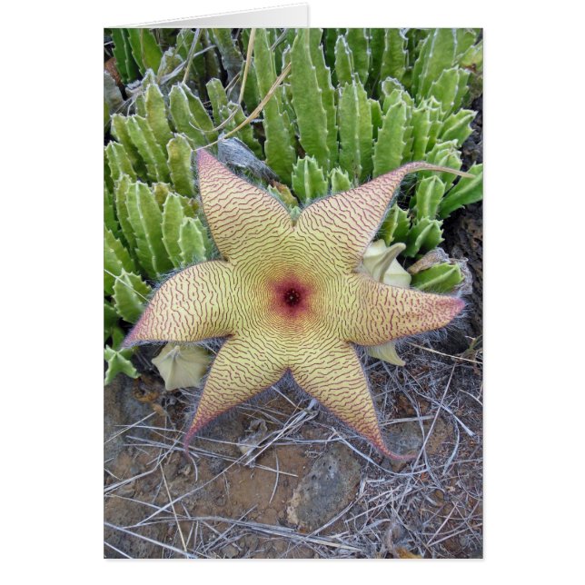 Starfish Cactus (Front)
