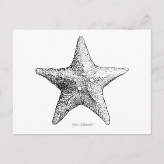 Starfish Drawing Black & White Sea Star Art Postcard