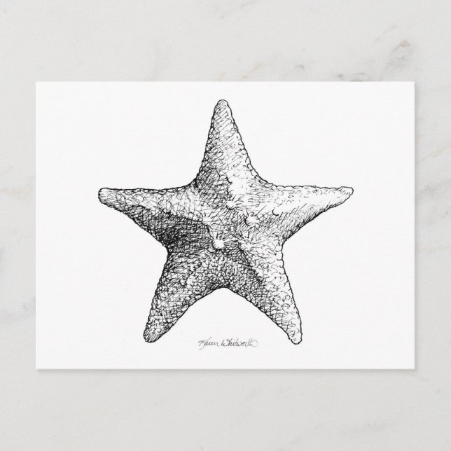 Starfish Drawing Black & White Sea Star Art Postcard (Front)