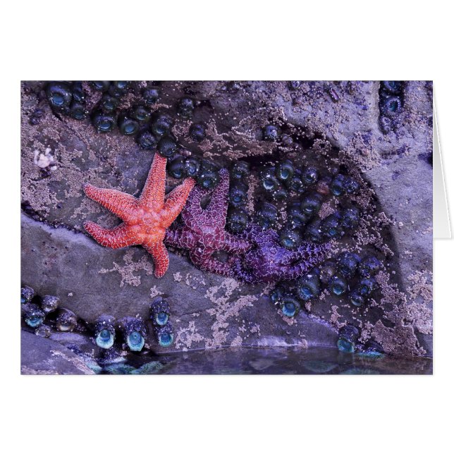 Starfish in Multiple Colours at Ruby Beach, WA (Front Horizontal)