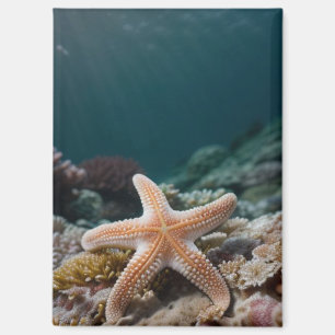 Starfish in the Deep Sea Magnet