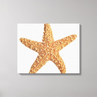 Starfish isolated on white canvas print