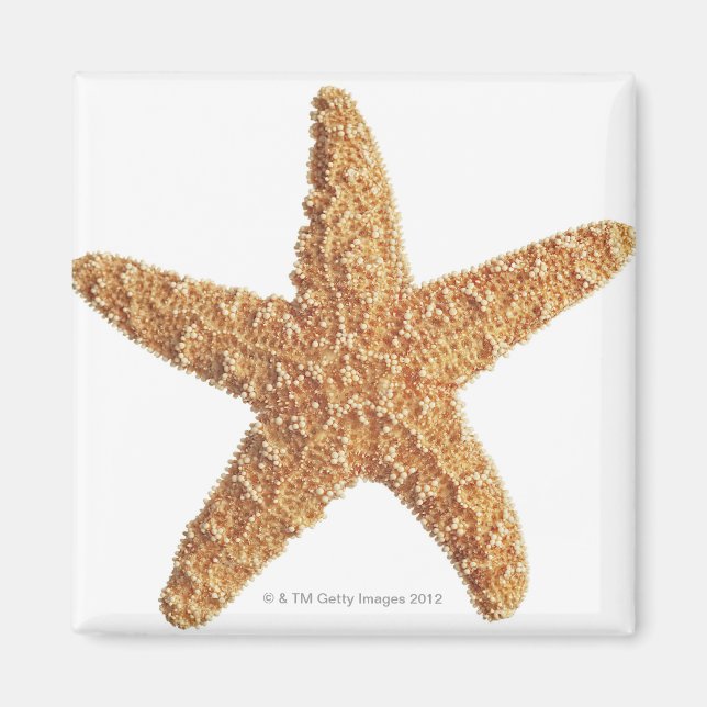 Starfish isolated on white magnet (Front)