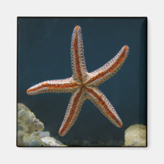 Starfish Love Magnet
