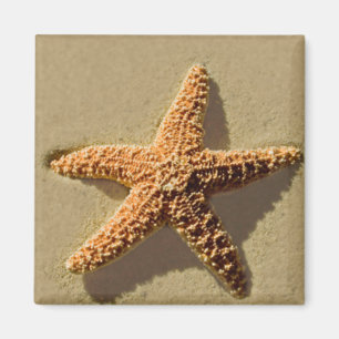 Starfish Magnet