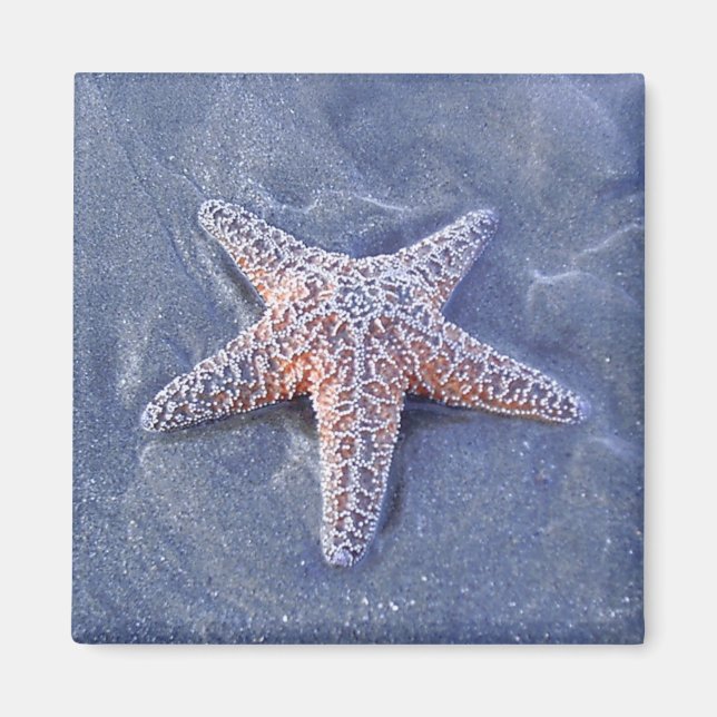 Starfish Magnet (Front)