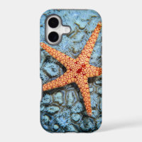 Starfish On A Coral With Polips
