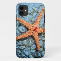 Starfish On A Coral With Polips