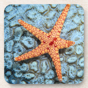Starfish On A Coral With Polips Coaster