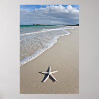 Starfish On A Remote Beach