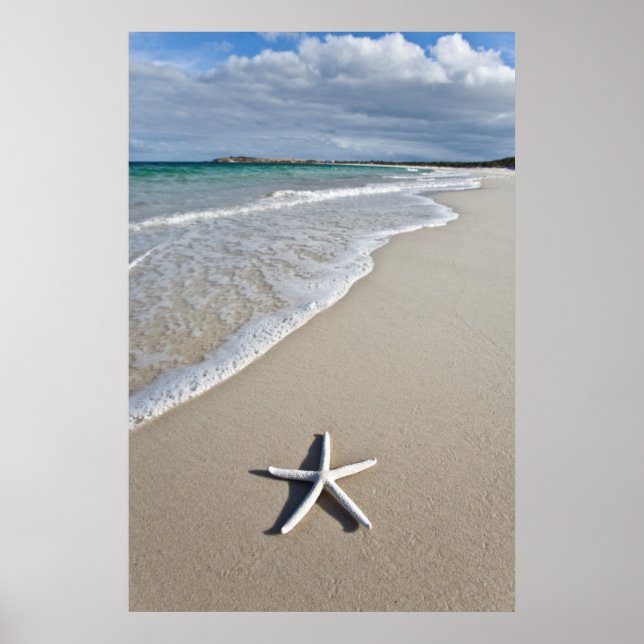 Starfish On A Remote Beach Poster (Front)
