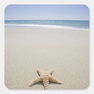Starfish on beach by Atlantic Ocean Square Sticker