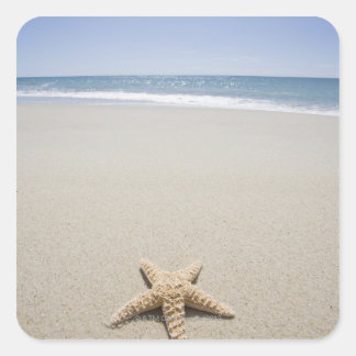 Starfish on beach by Atlantic Ocean Square Sticker