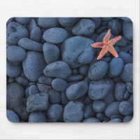 Starfish On Black Rocks Along The Coast | Iceland