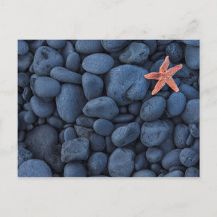 Starfish On Black Rocks Along The Coast   Iceland Postcard