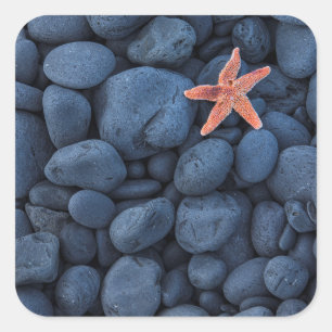 Starfish On Black Rocks Along The Coast Iceland Square Sticker