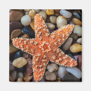 Starfish On Rocks Magnet