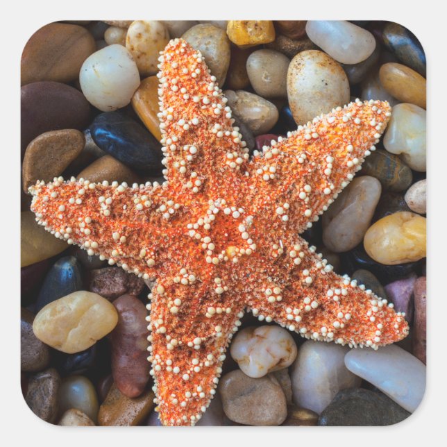 Starfish On Rocks Square Sticker (Front)