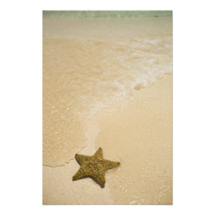 Starfish on sandy beach, Gibbs Cay Land Photo Print