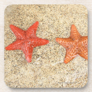 starfish on the beach, at the edge of the ocean coaster