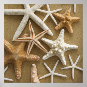 Starfish On The Sand Poster