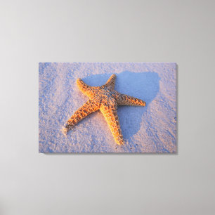 Starfish On White Sand Canvas Print