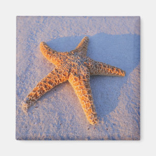 Starfish On White Sand Magnet