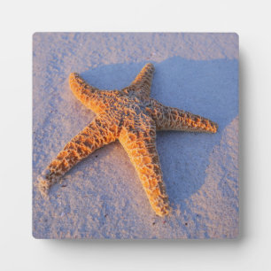 Starfish On White Sand Plaque