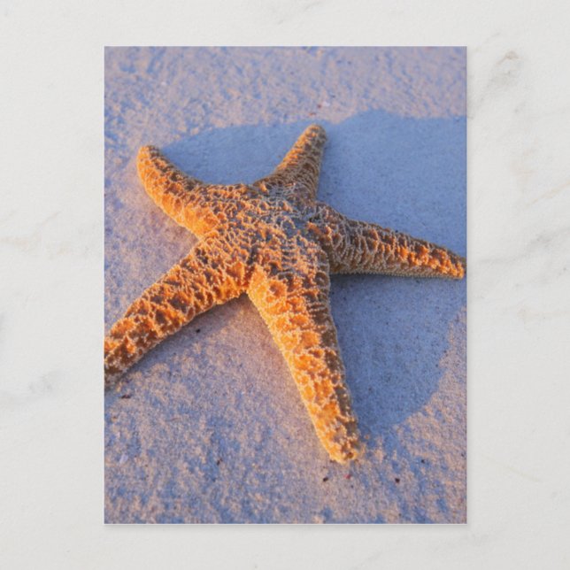 Starfish On White Sand Postcard (Front)